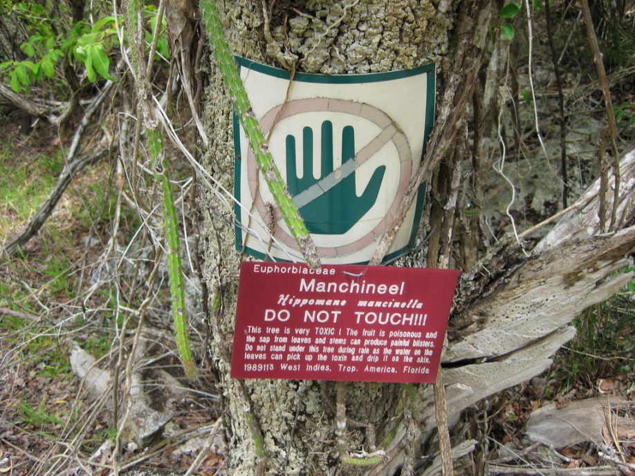 Manchineel tree