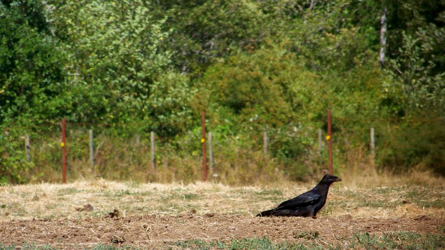 Raven