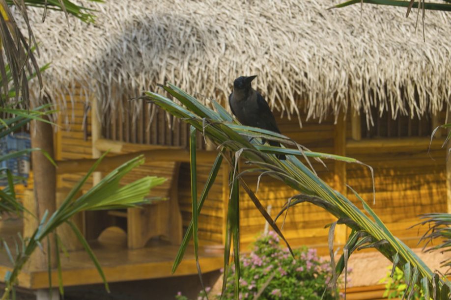 Crow