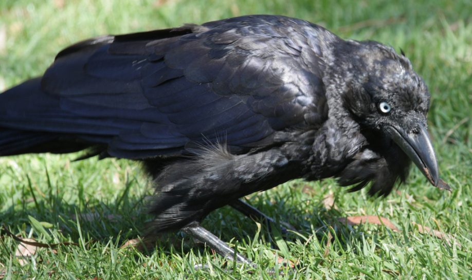 Crow