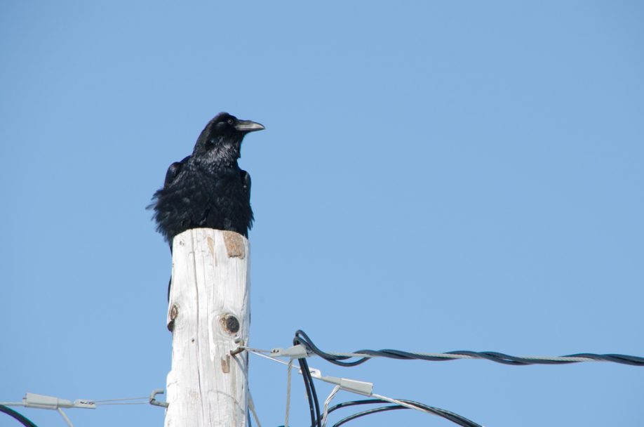 Raven