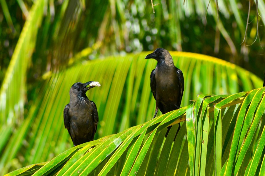 Crows