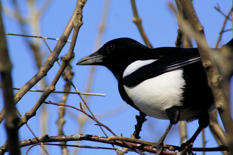 Magpie
