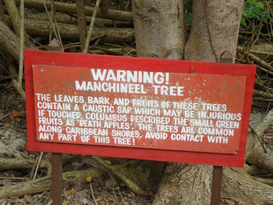 Manchineel tree