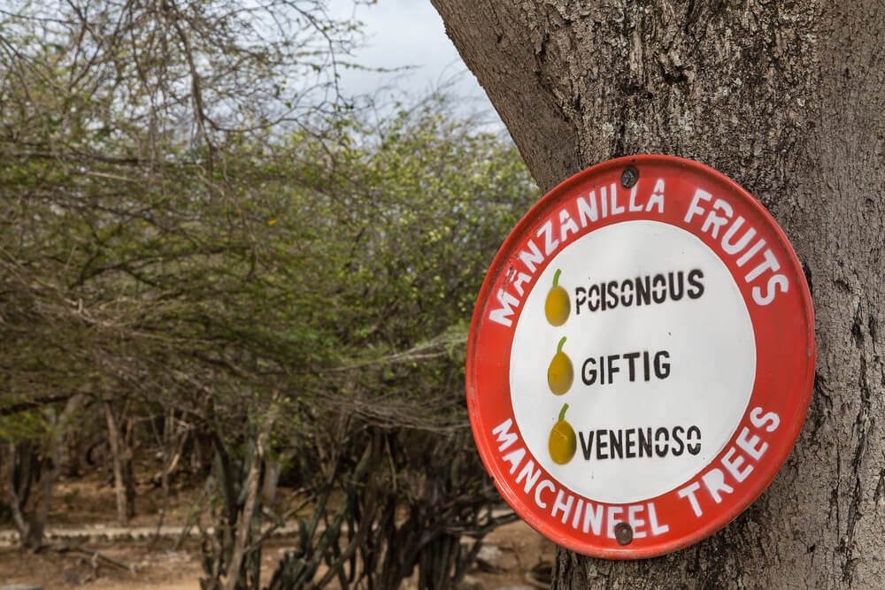 Manchineel tree: The most dangerous tree in the world