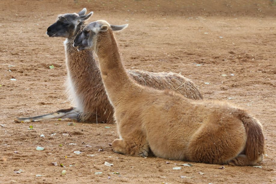 Llama