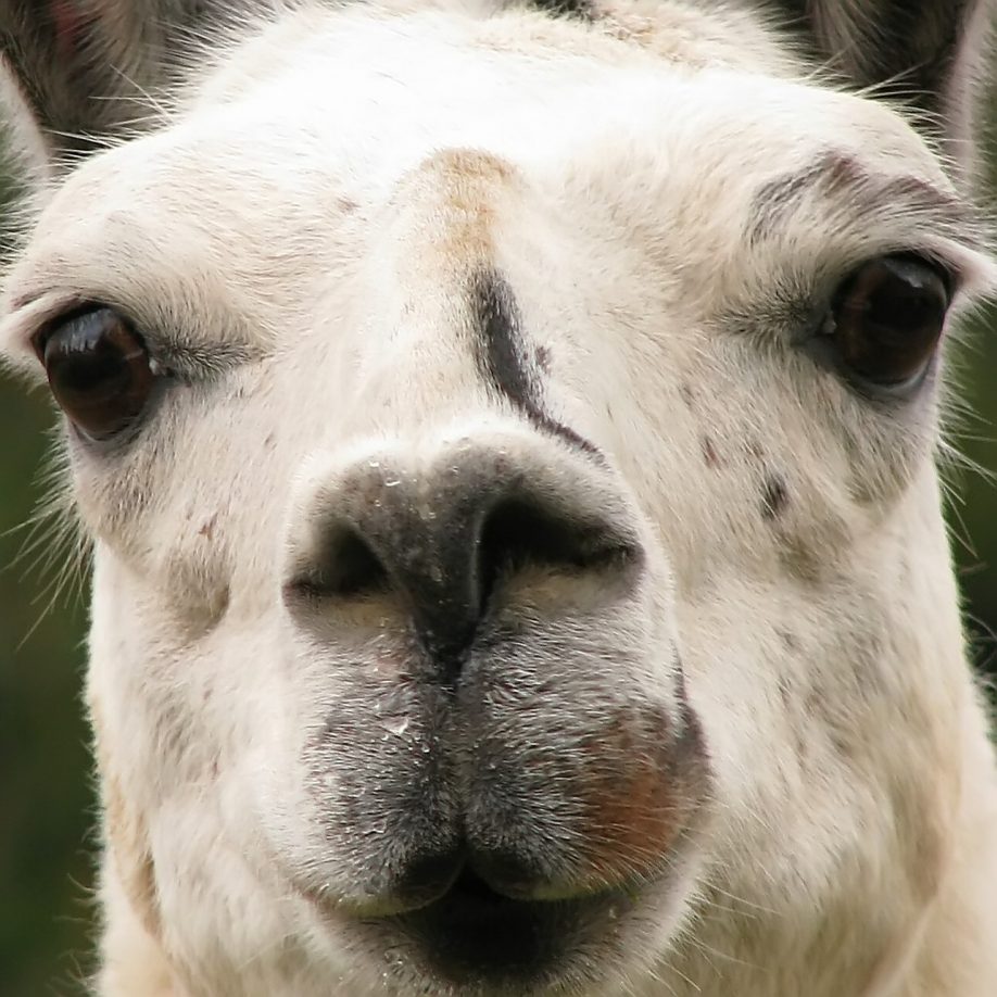 Llama