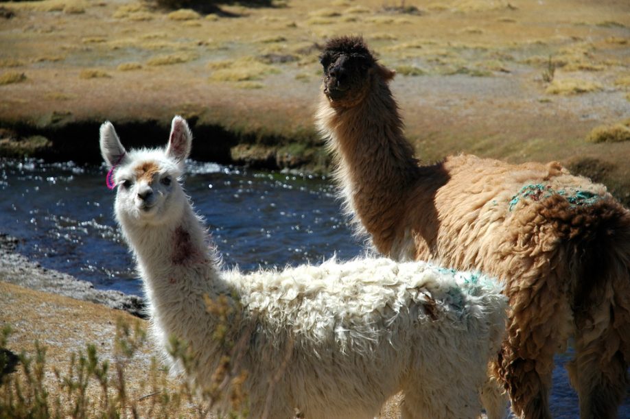Llama