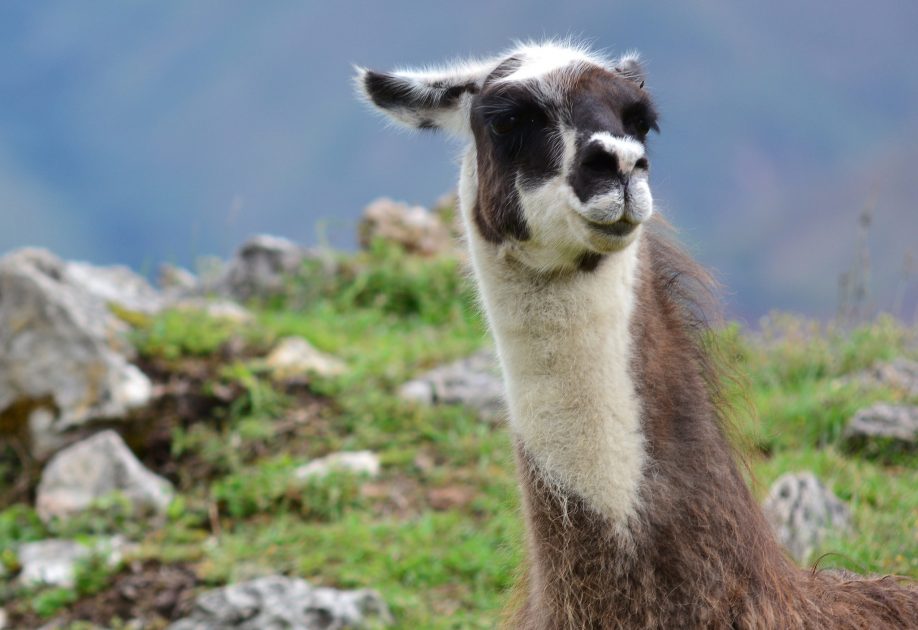 Llama