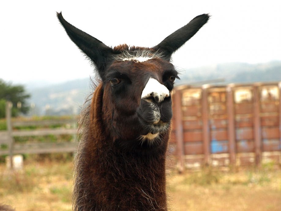 Llama