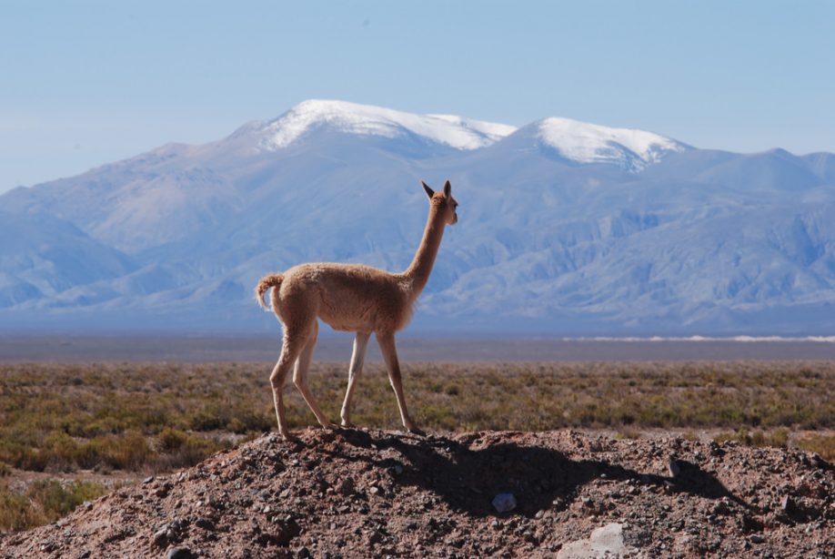 Llama