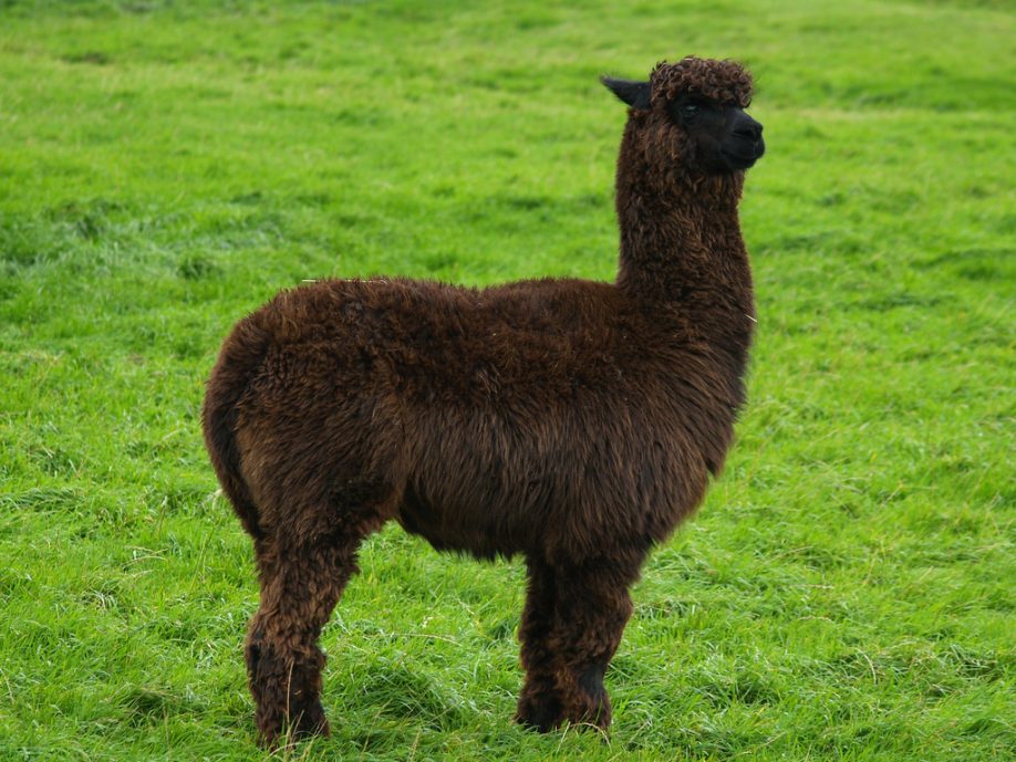 Llama