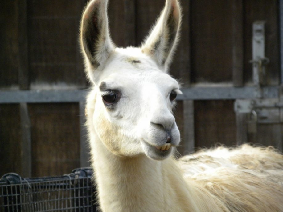 Llama