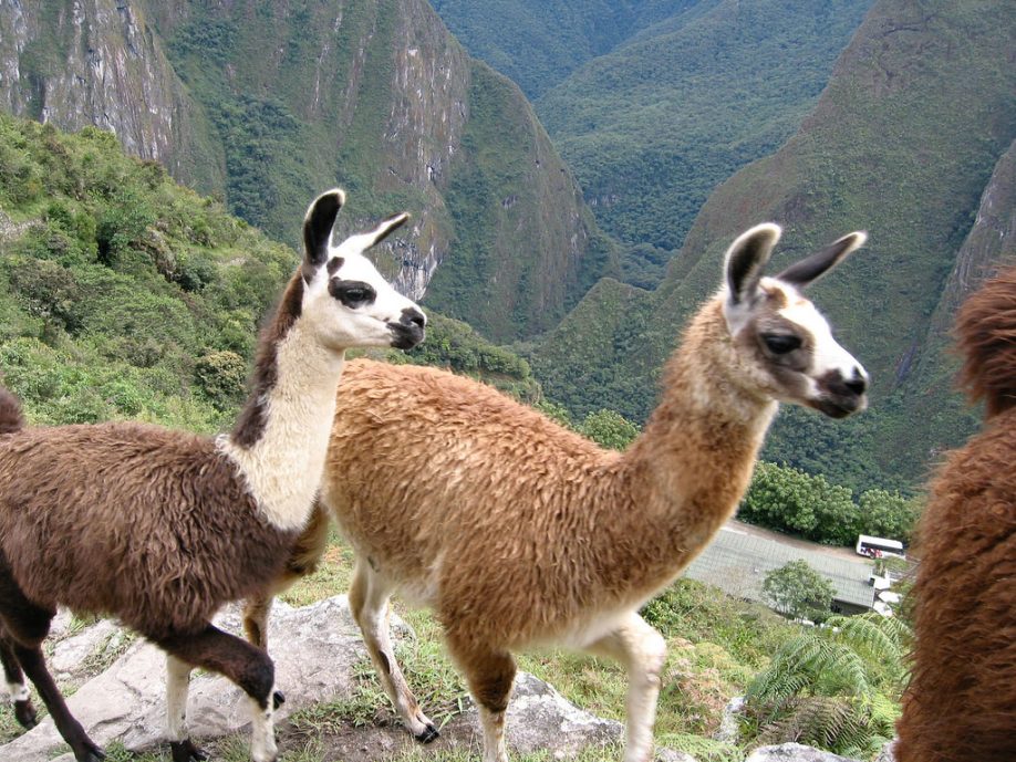 Llama