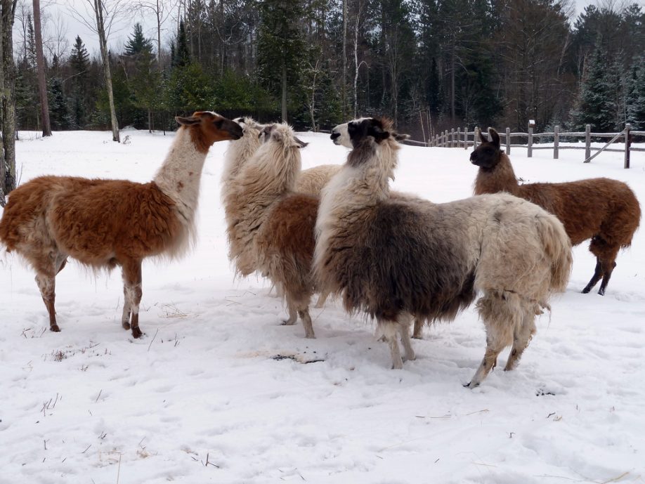 Llama