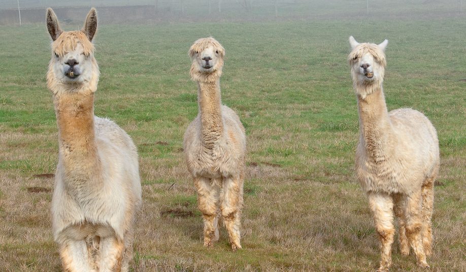Llama