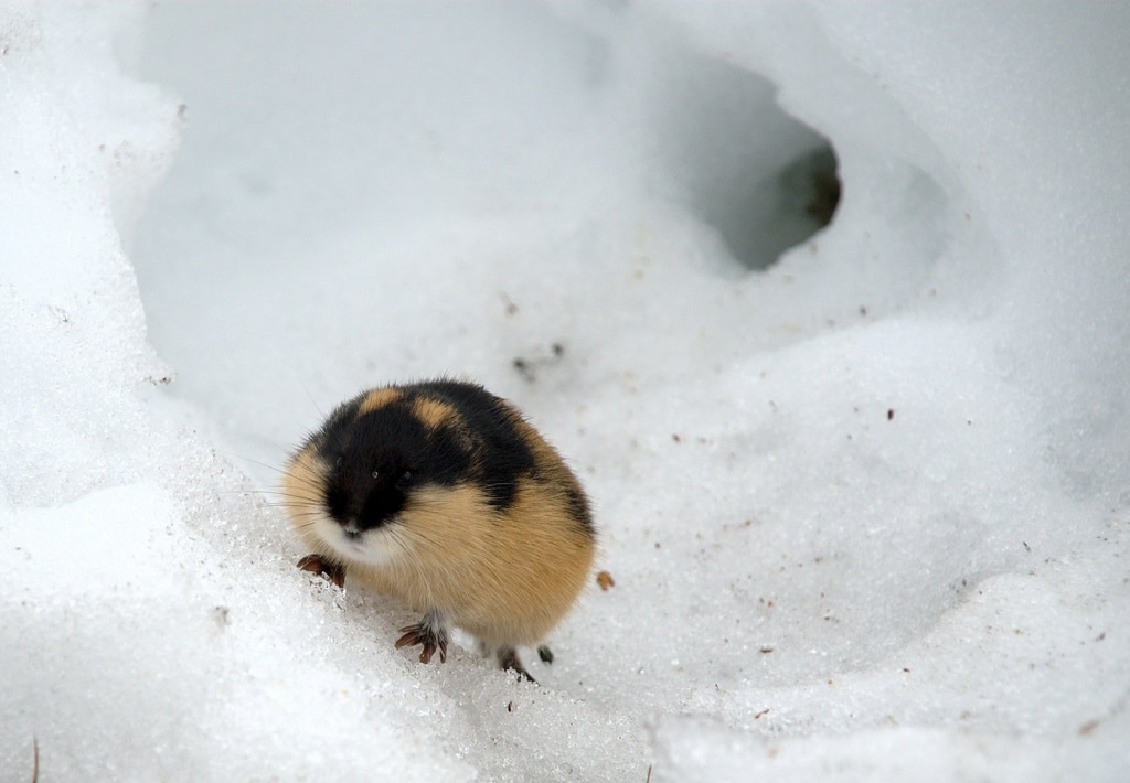 Lemmings: The world's most misunderstood rodent | InsureandGo Lemmings: The world's most misunderstood rodent | InsureandGo