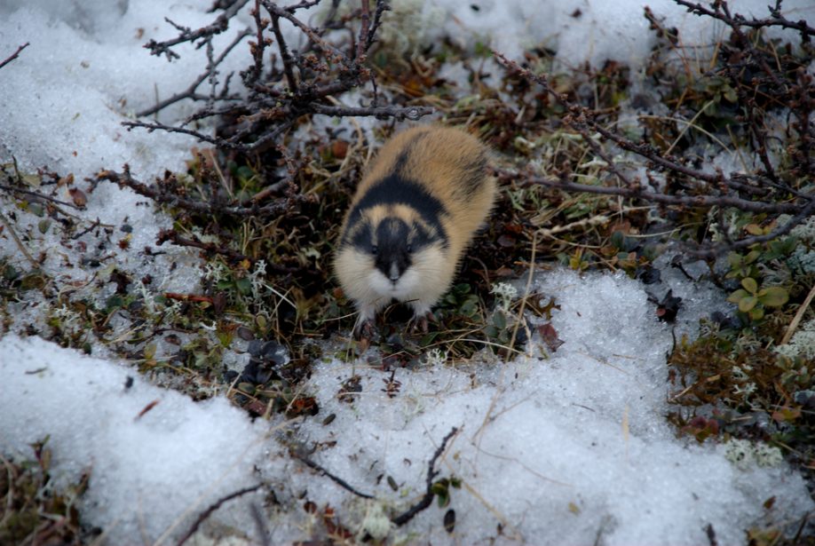 Lemming