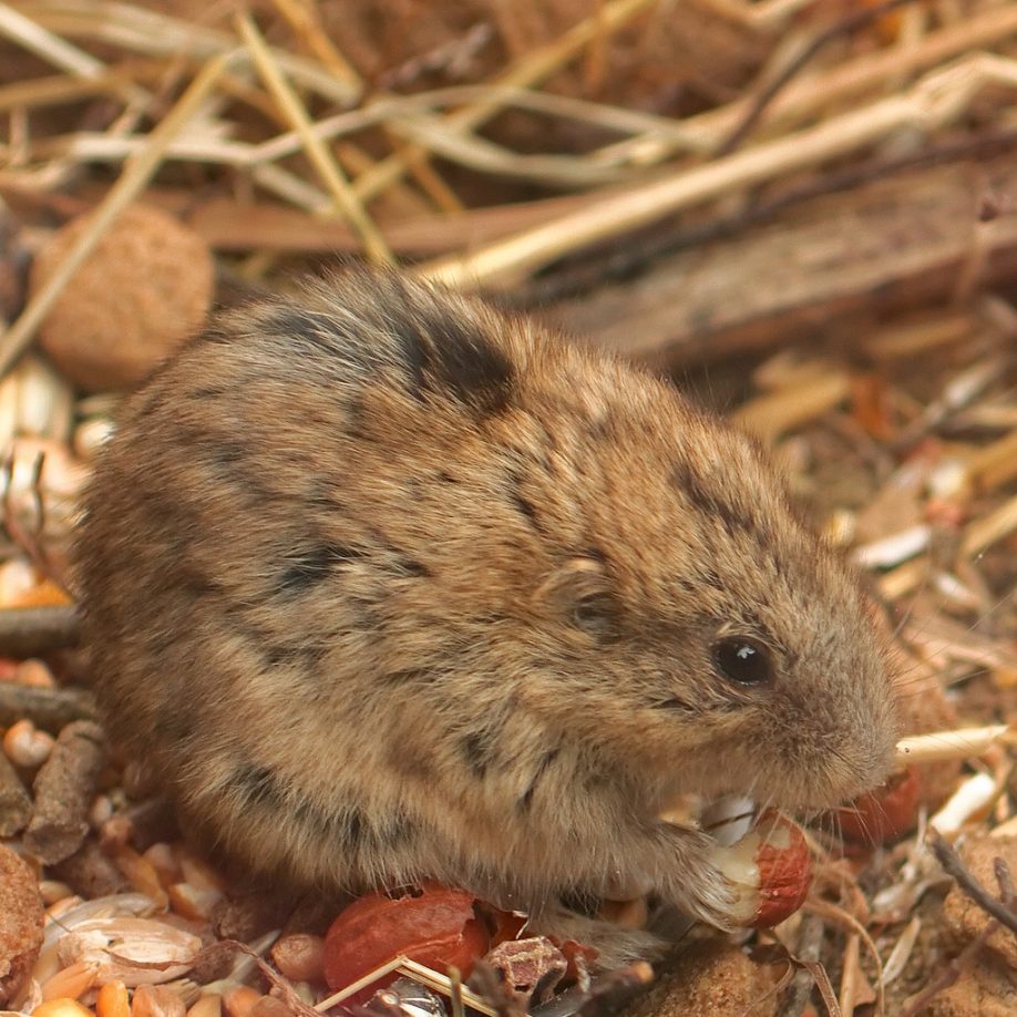 Lemming