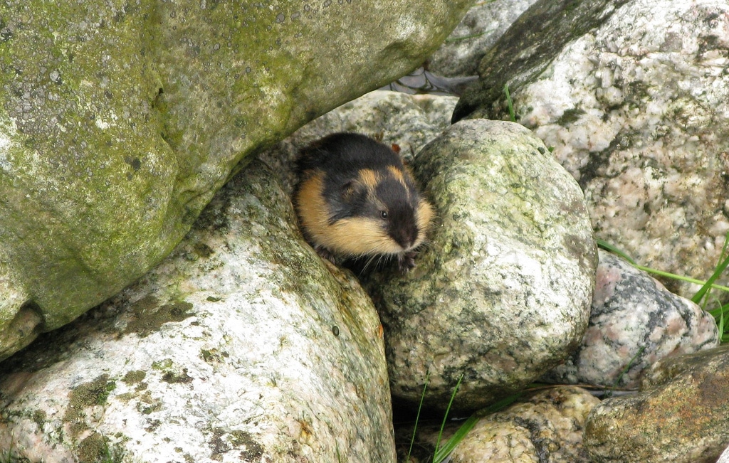 Do lemmings actually jump off of cliffs?