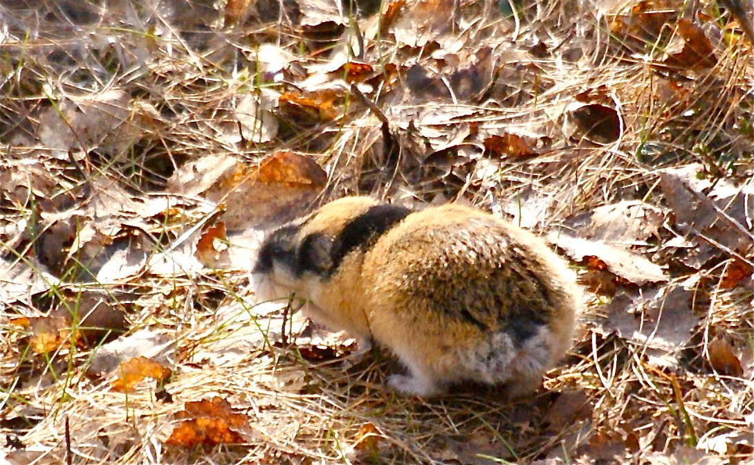 Lemmings: The world's most misunderstood rodent | InsureandGo Lemmings: The world's most misunderstood rodent | InsureandGo