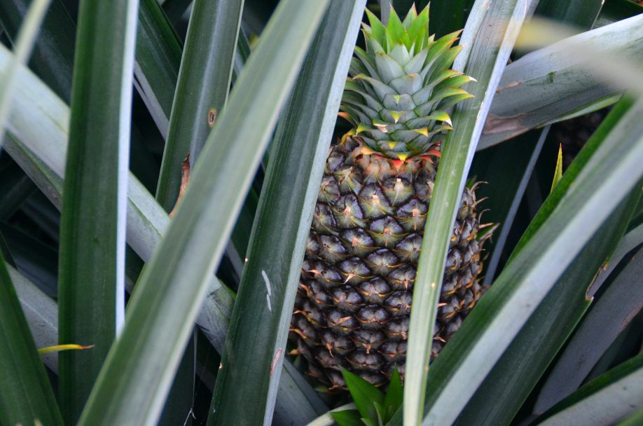Pineapple
