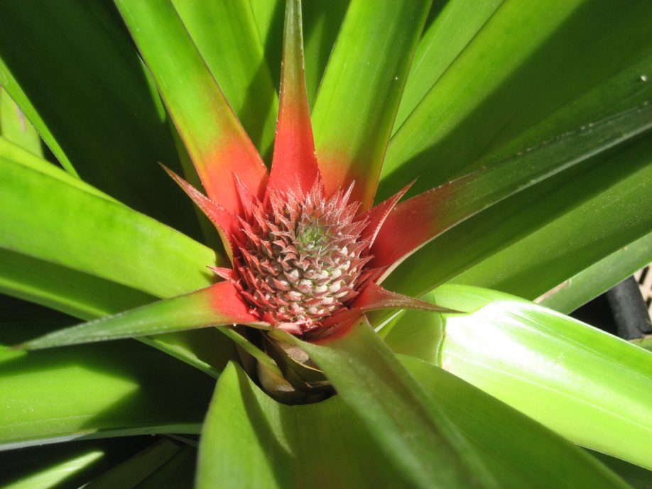 Pineapple