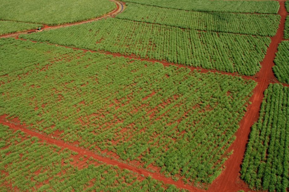 Pineapple fields