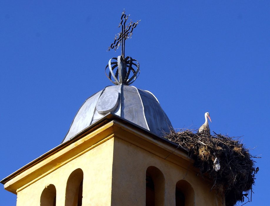 A stork on a church