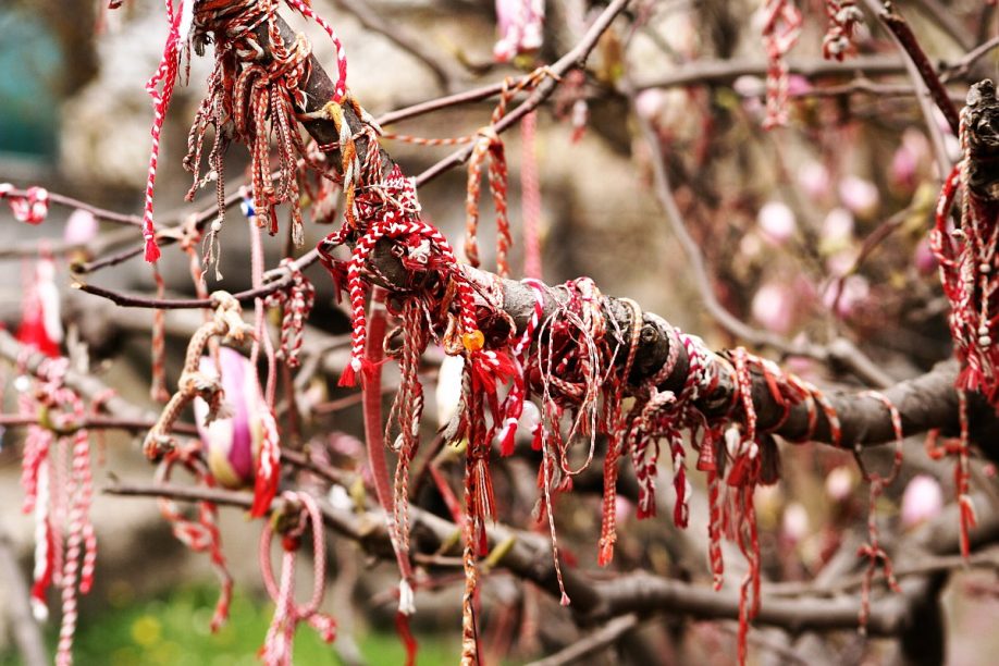 Blossoming magnolia full of tied martenitsi