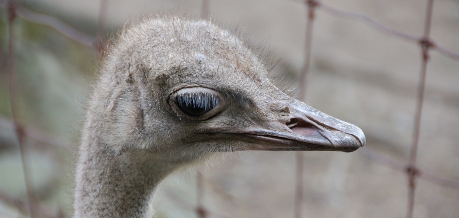 Ostriches: King of all the birds (even though they can’t fly)