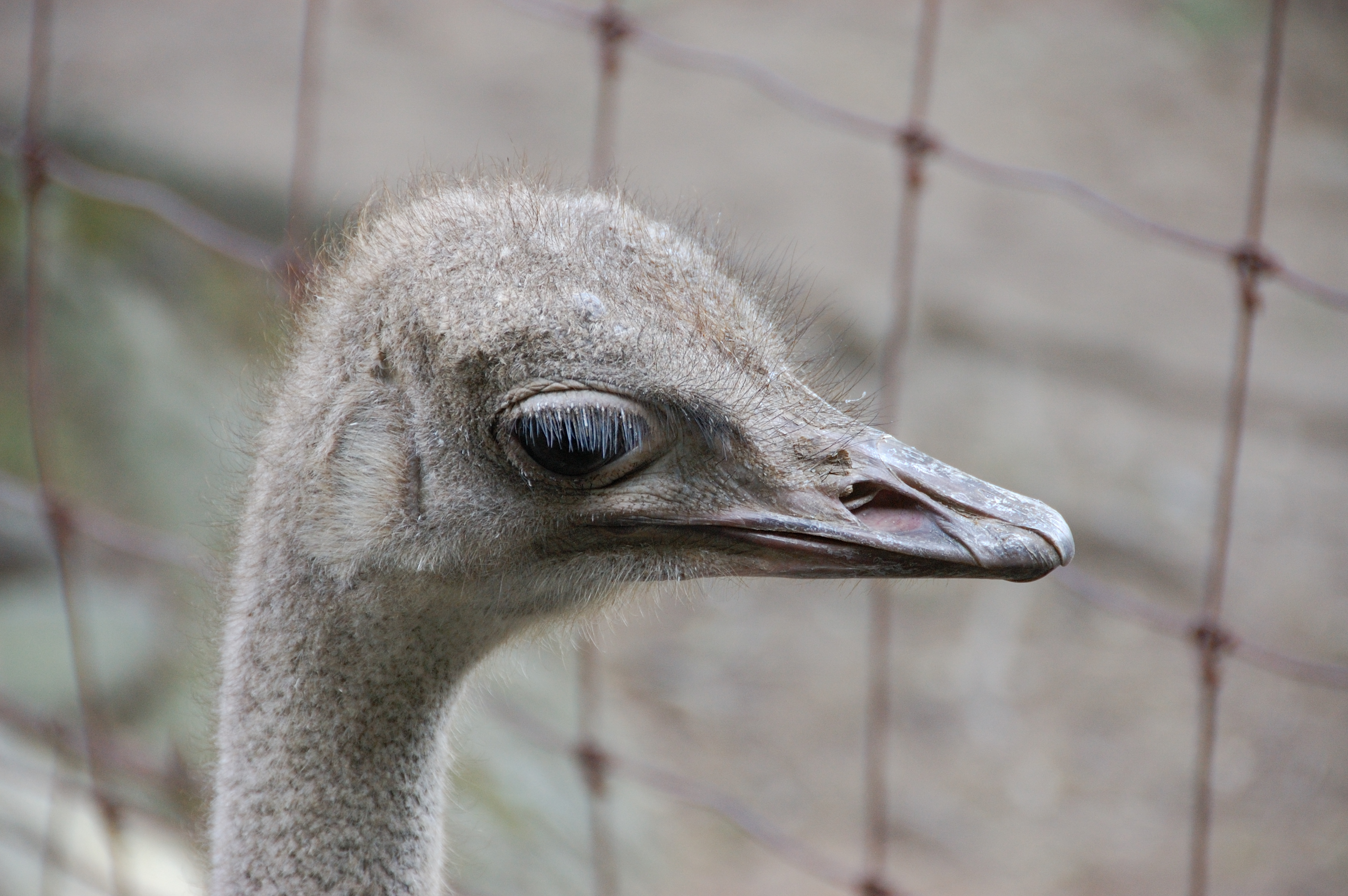 Ostrich
