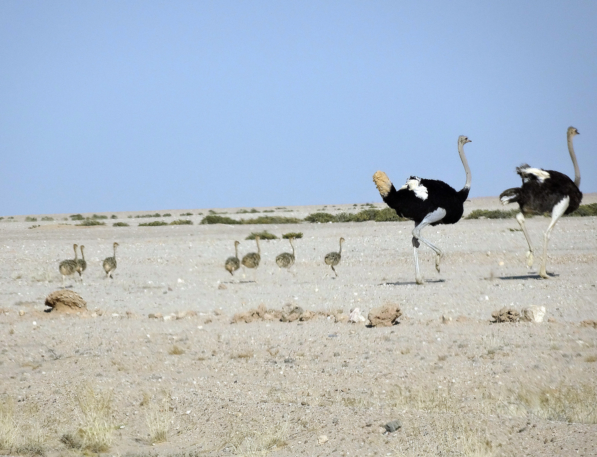 Ostriches