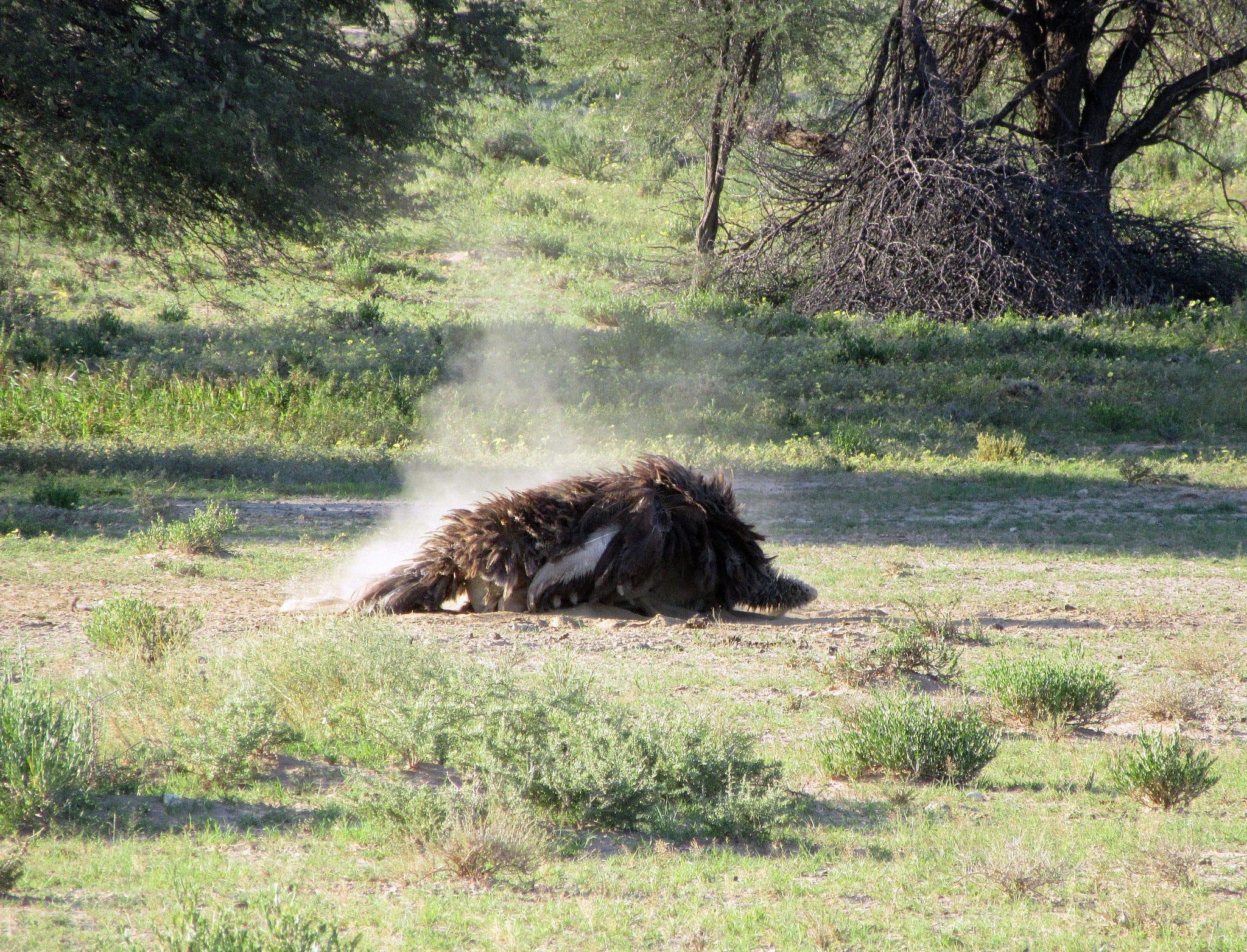 Ostrich