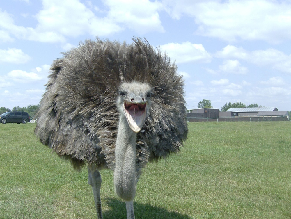 Ostrich
