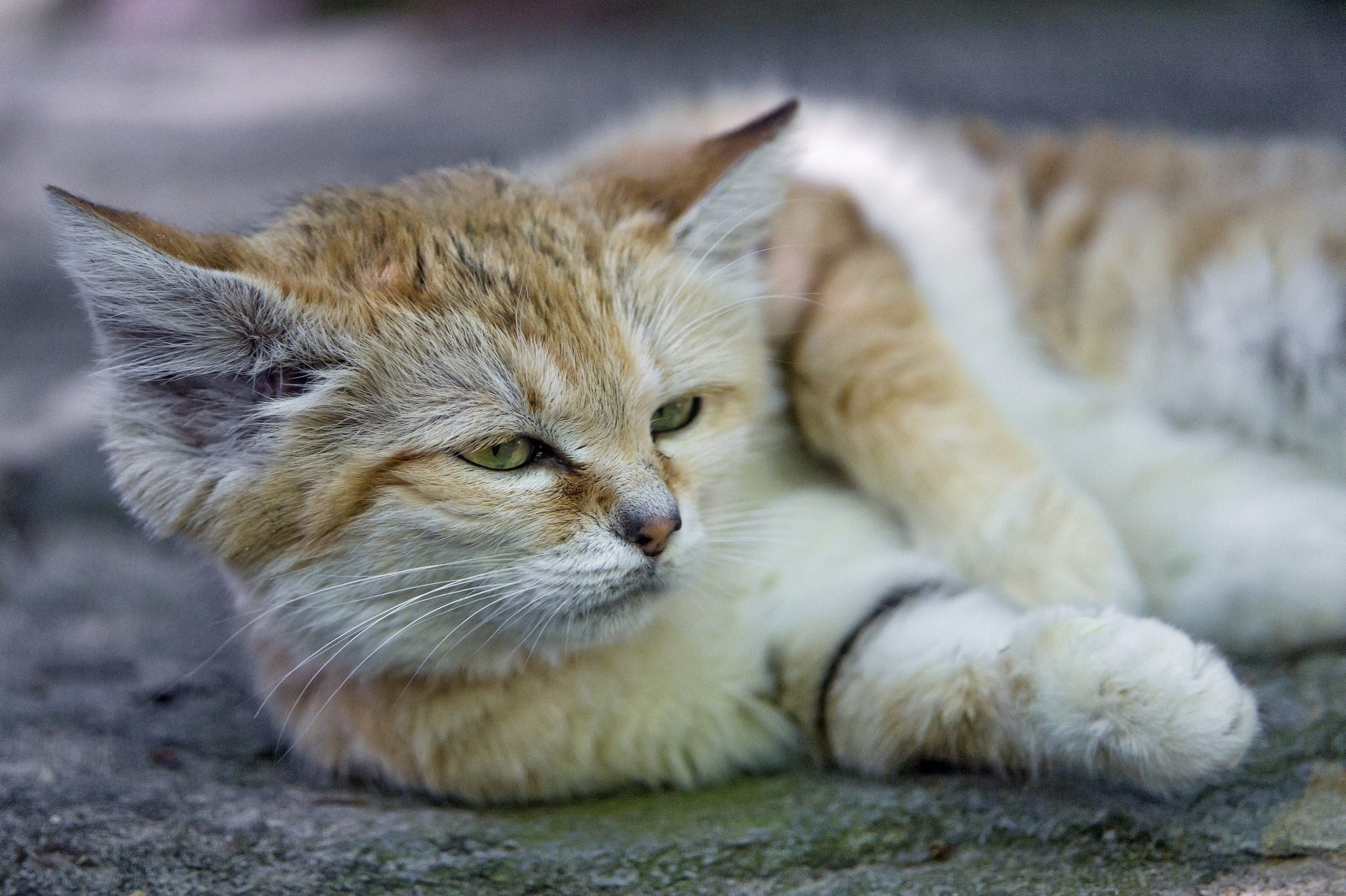 Sand cat
