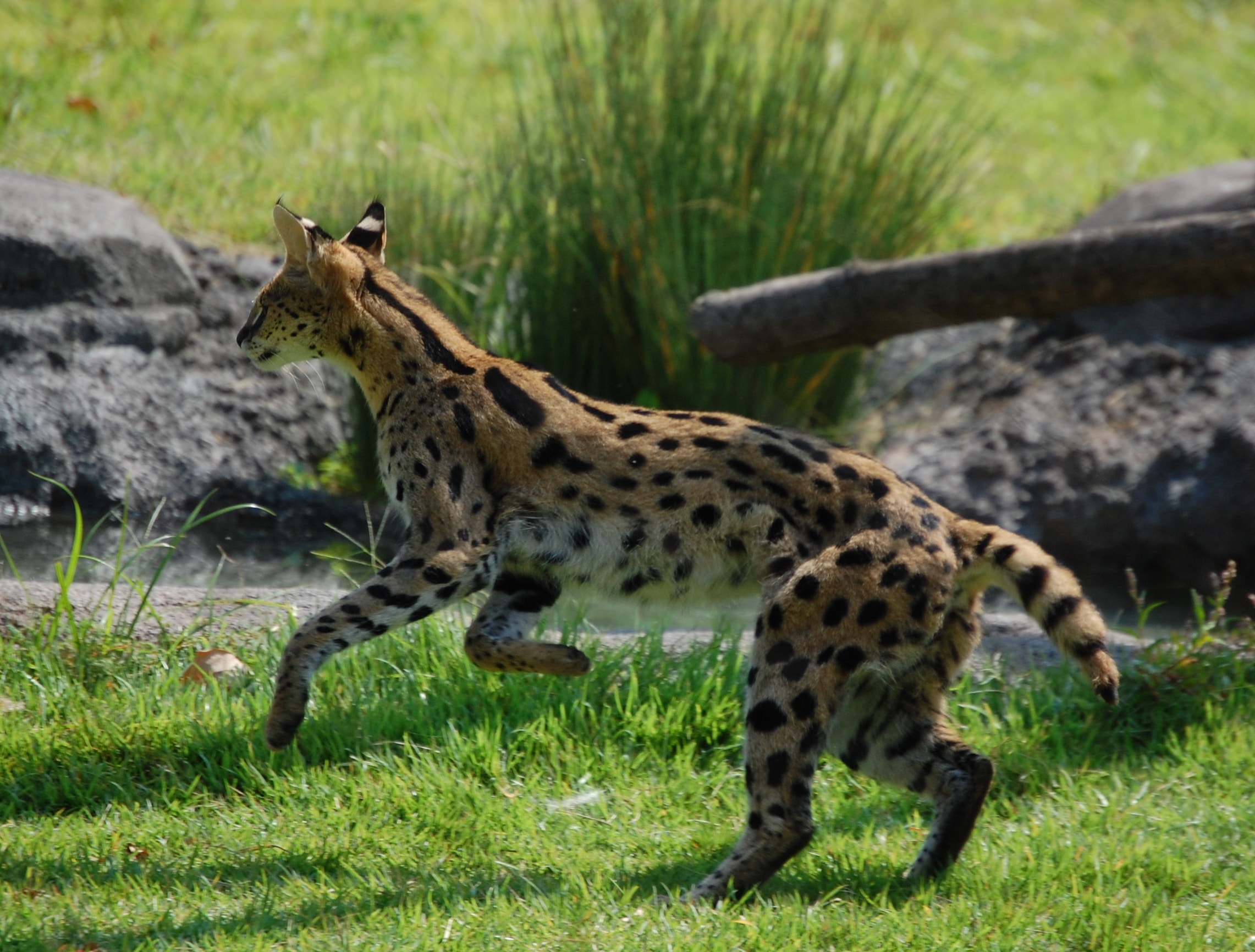 Serval