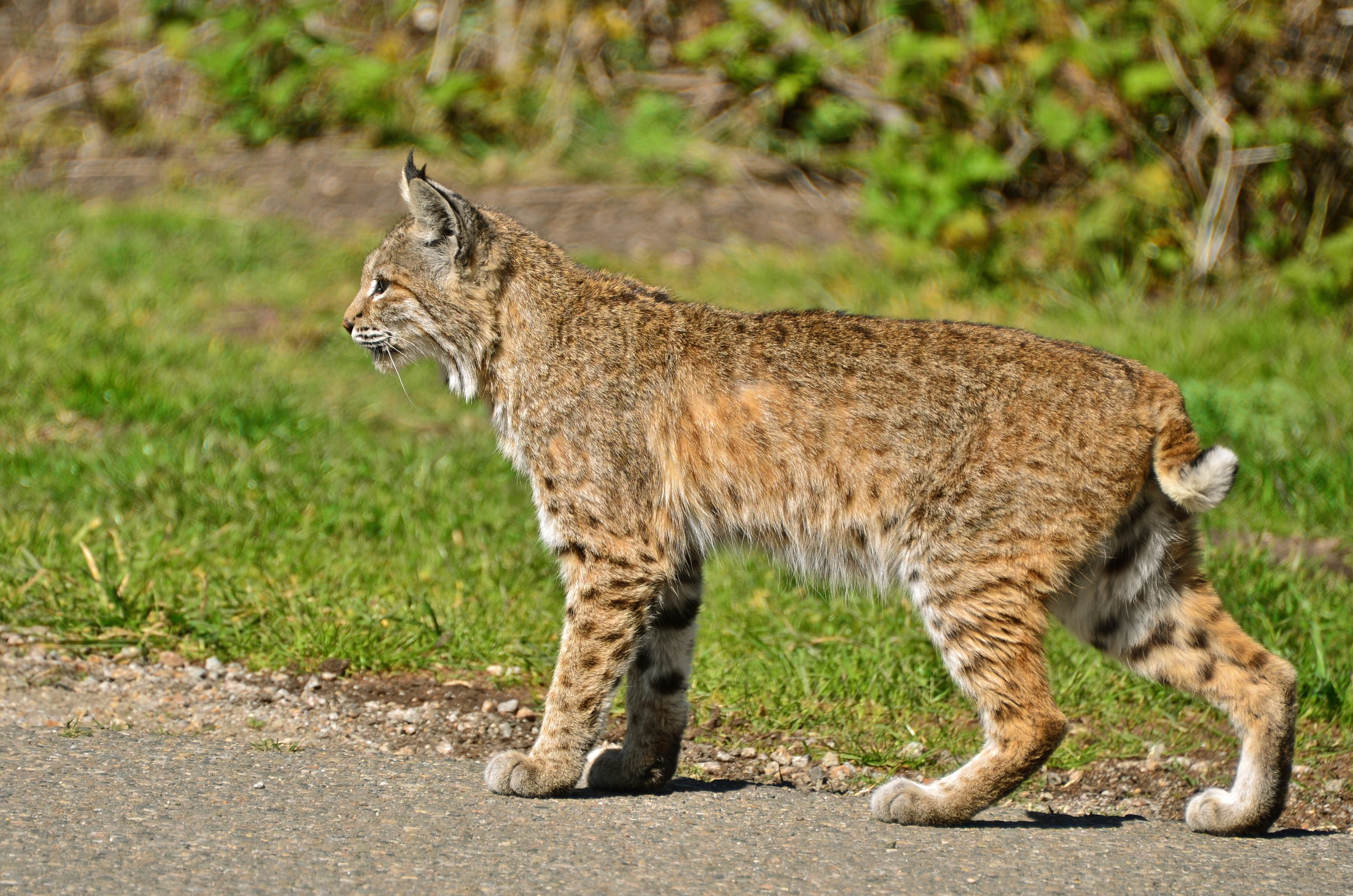 Bobcat