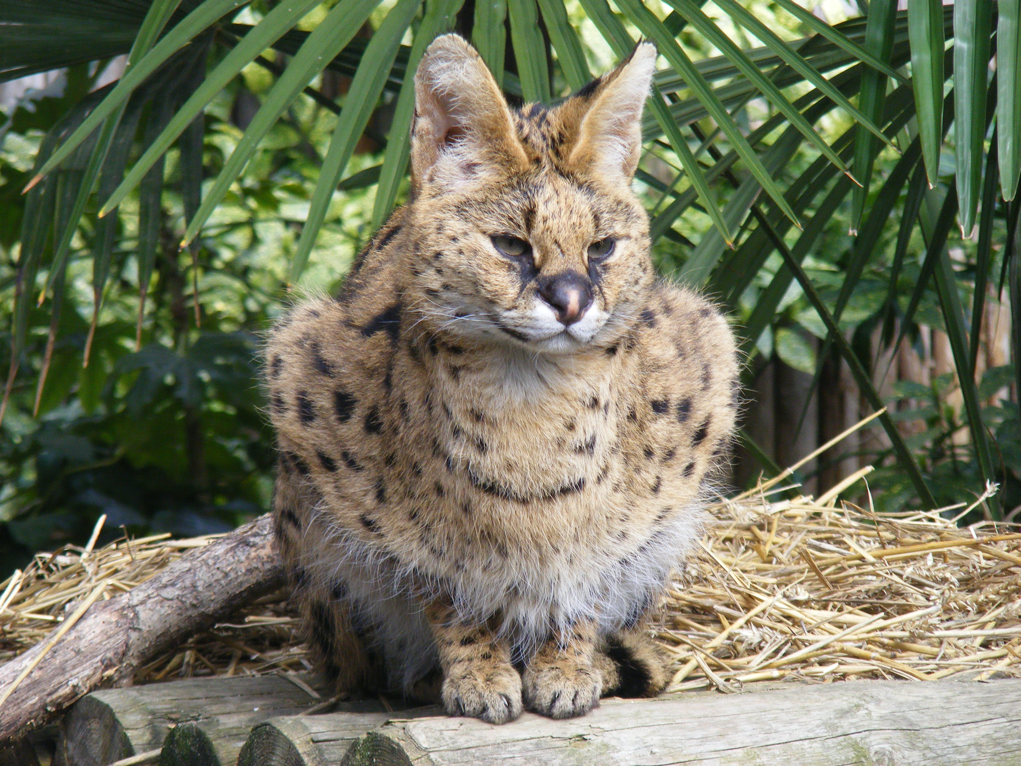 Serval