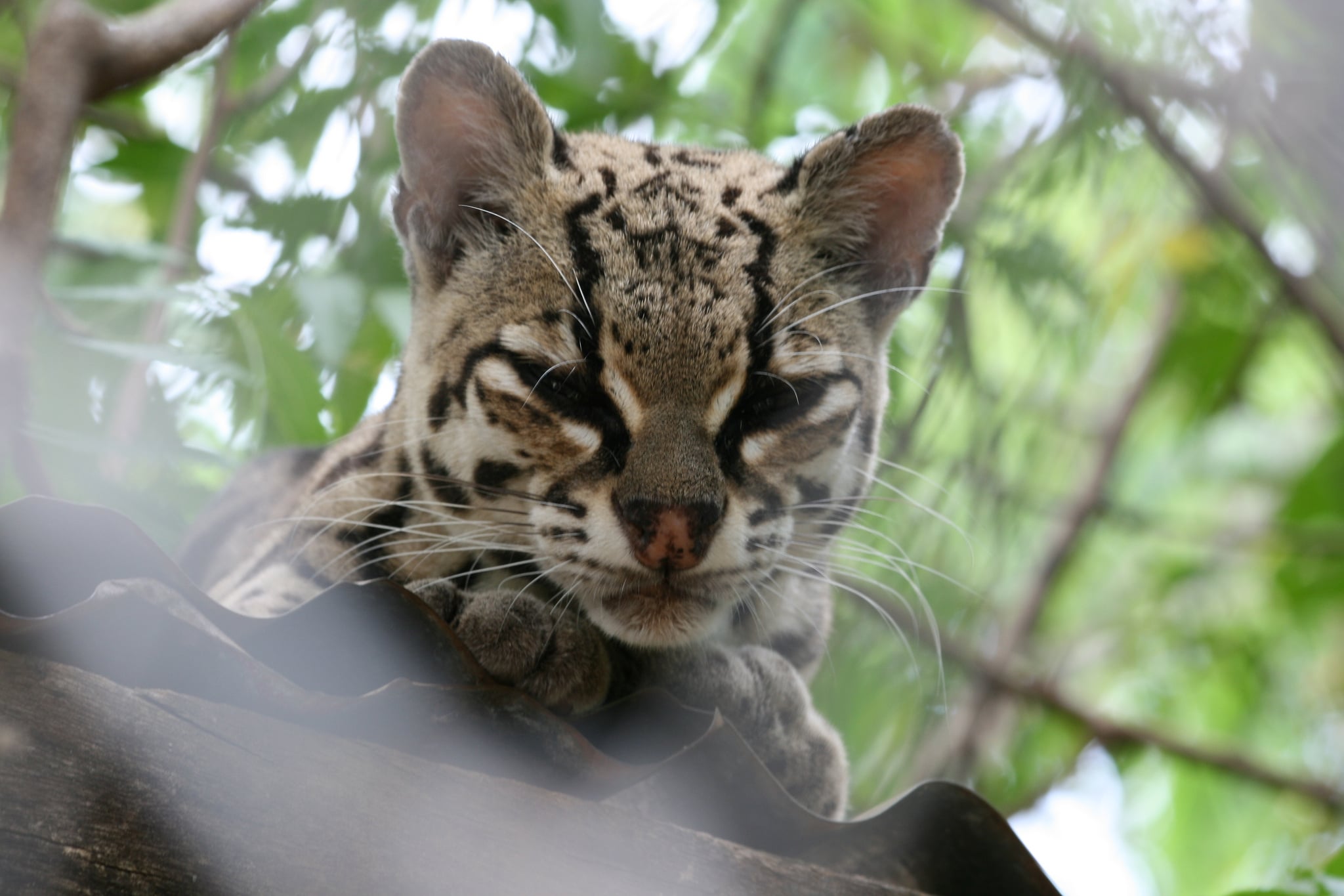 Margay
