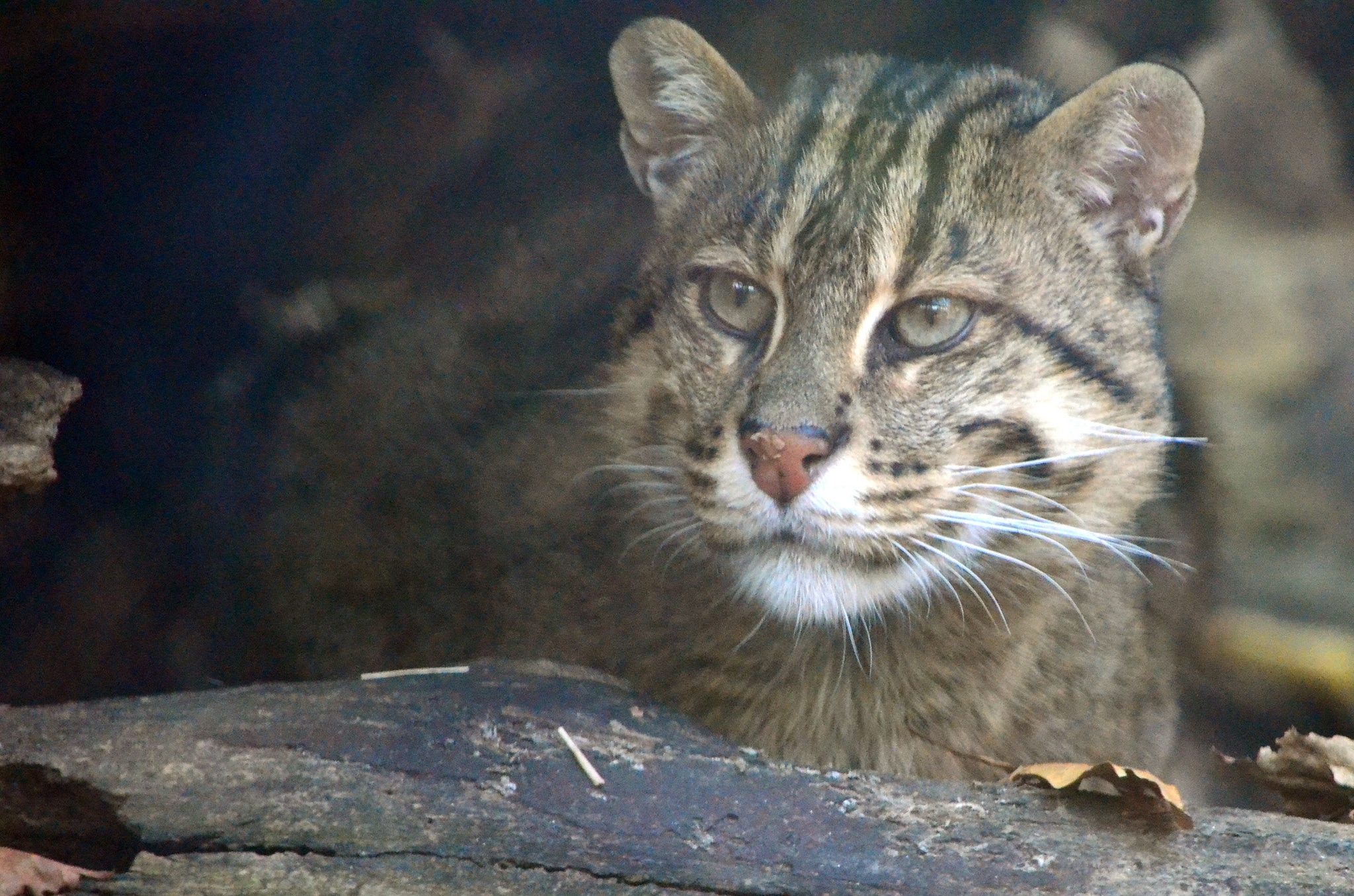 Fishing cat