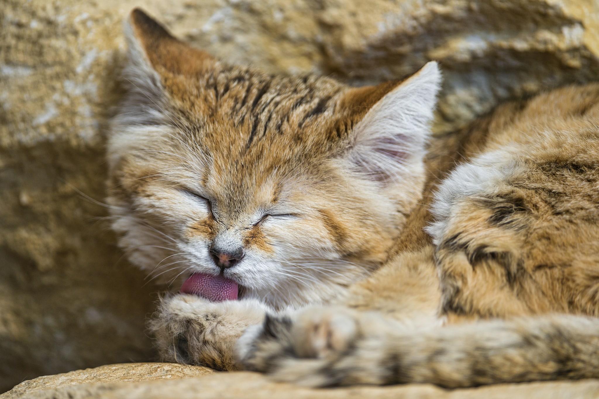Sand cat