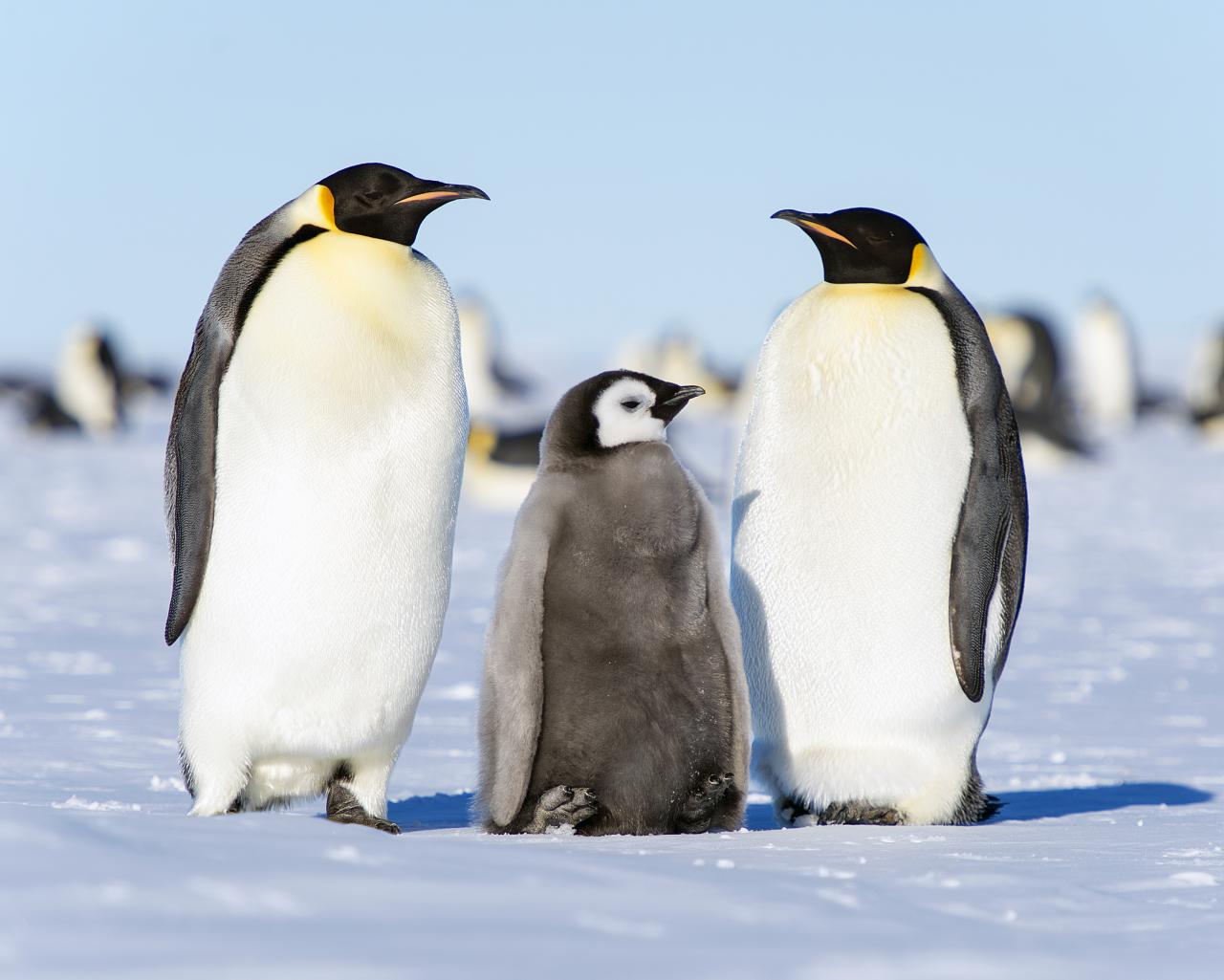 Emperor penguins