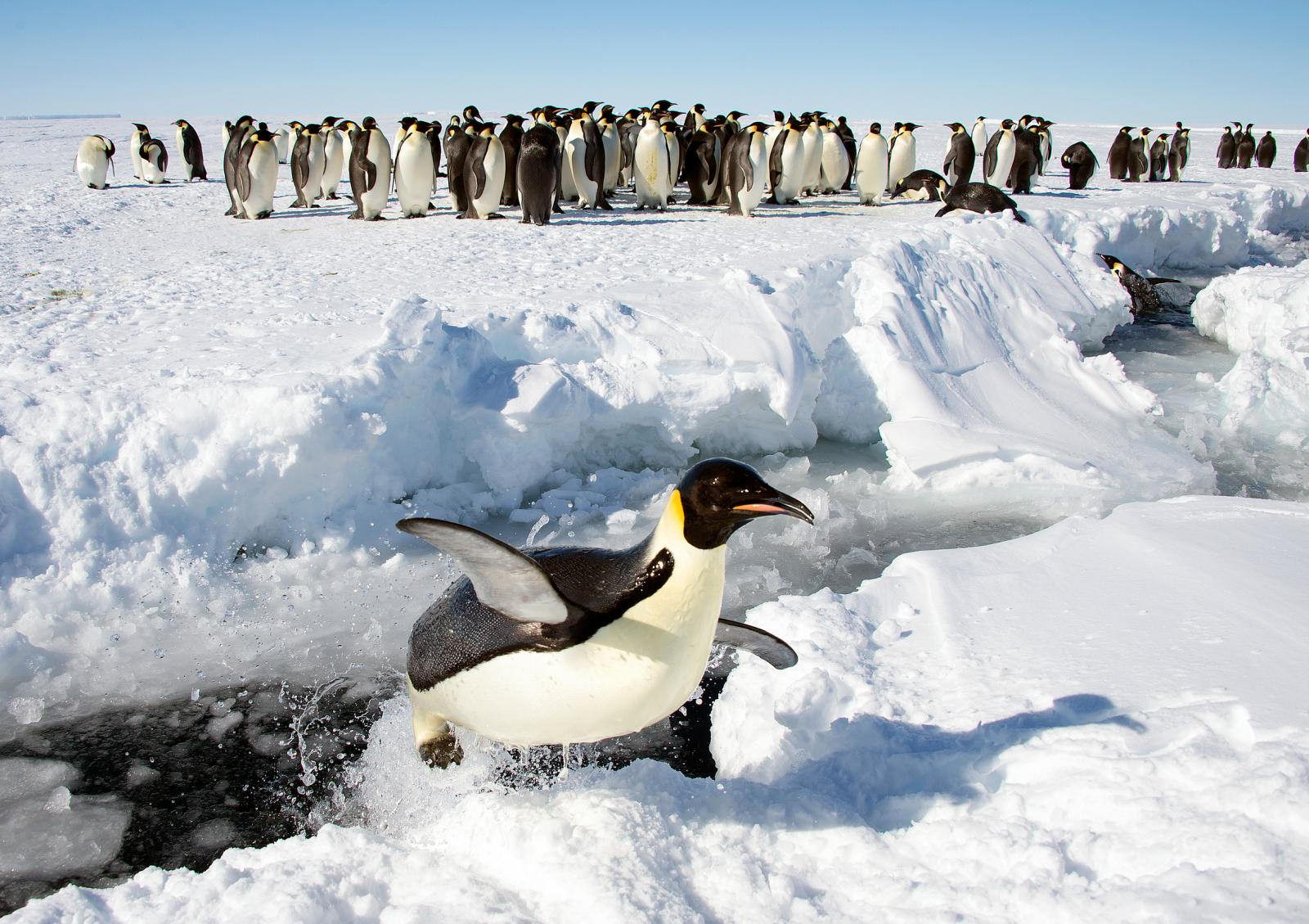 Emperor penguins