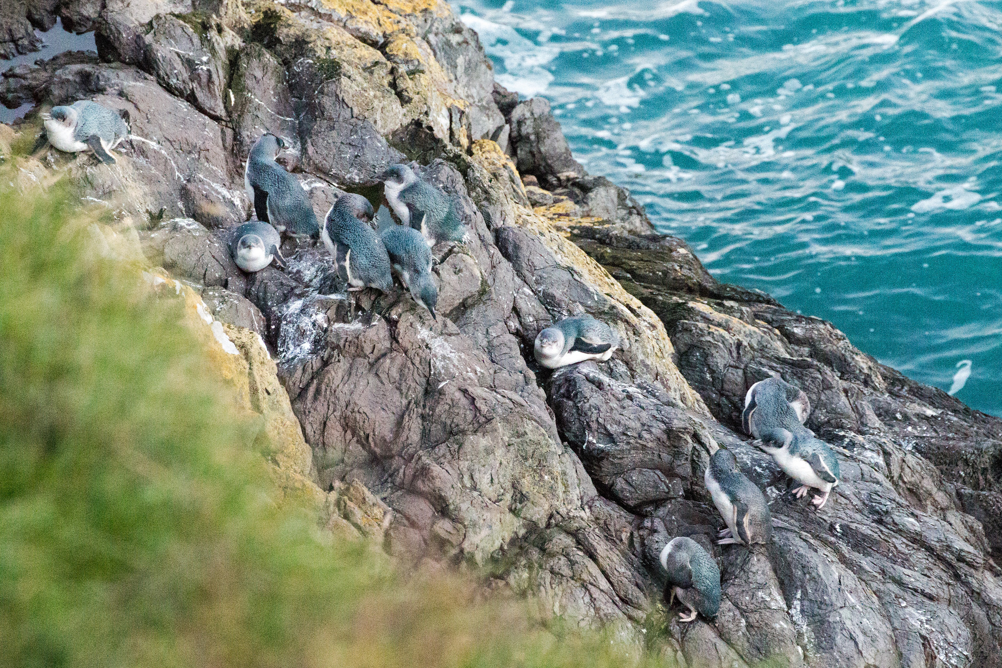 Little penguins