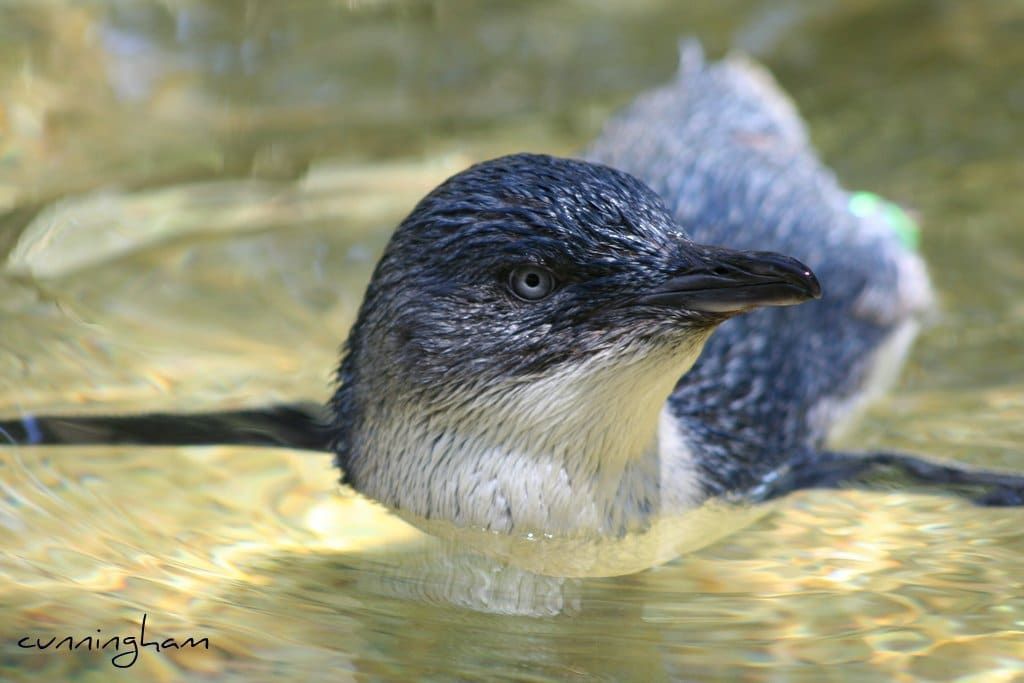 Little penguin
