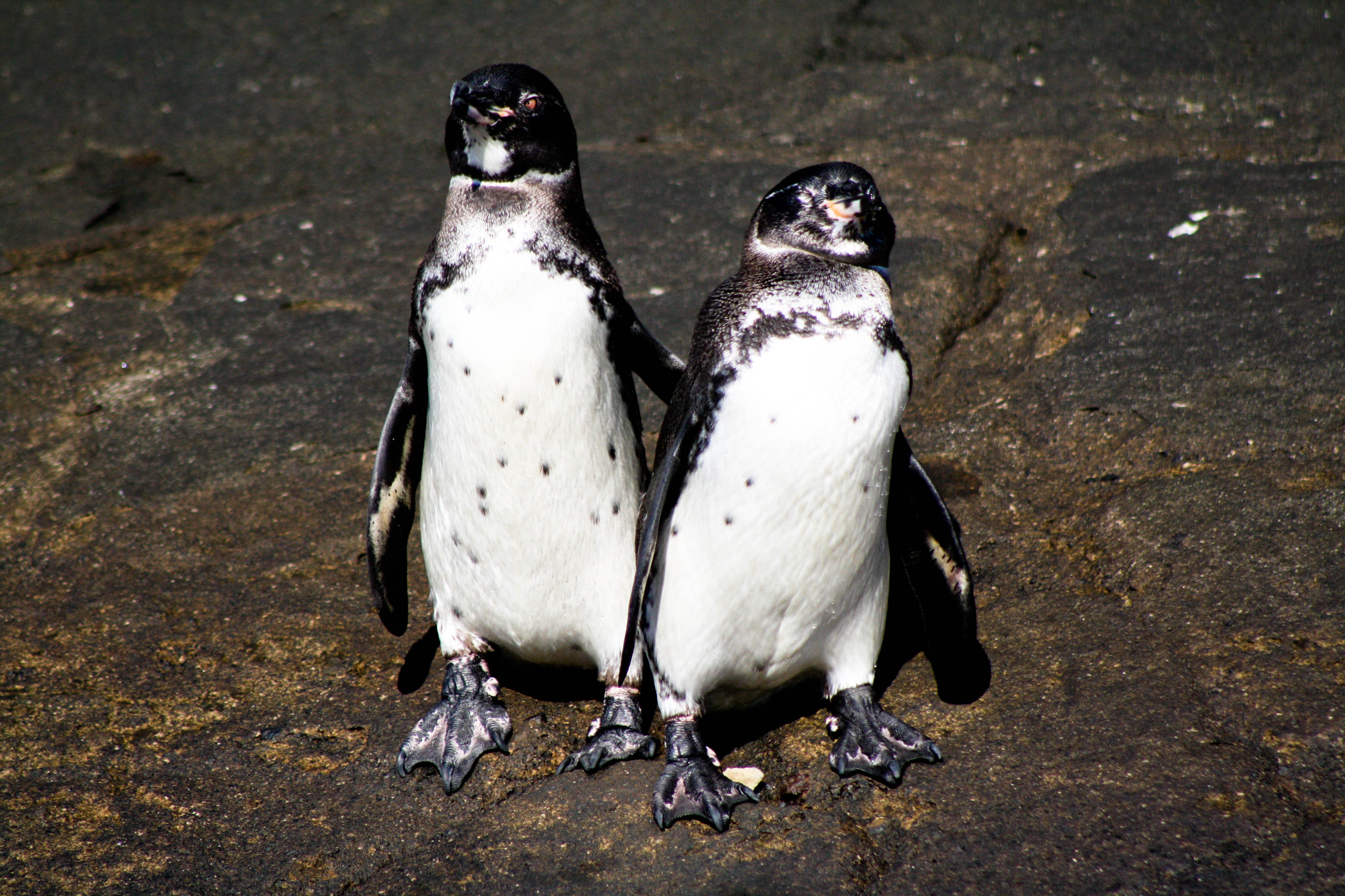 Galapagos penguins