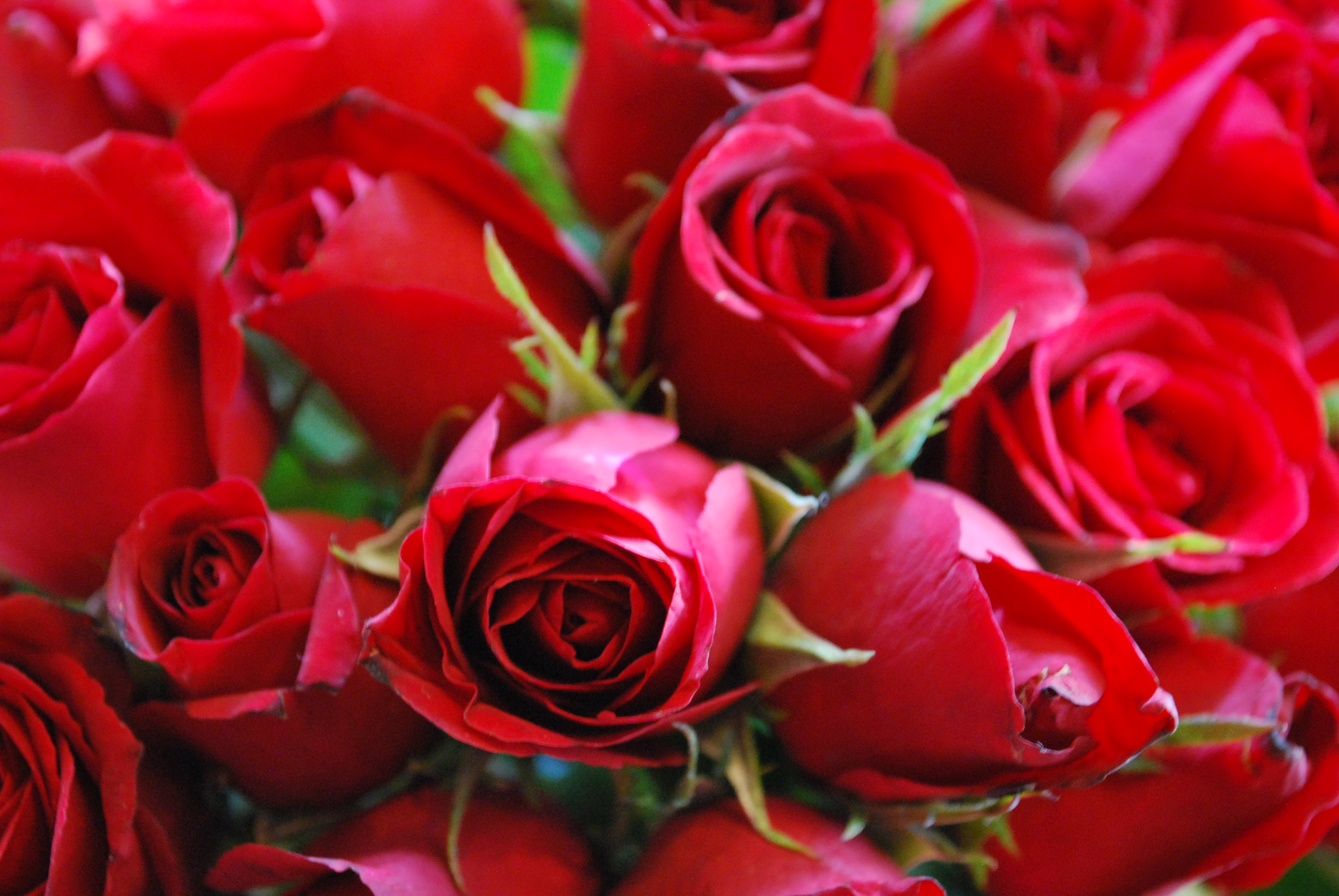 Red roses