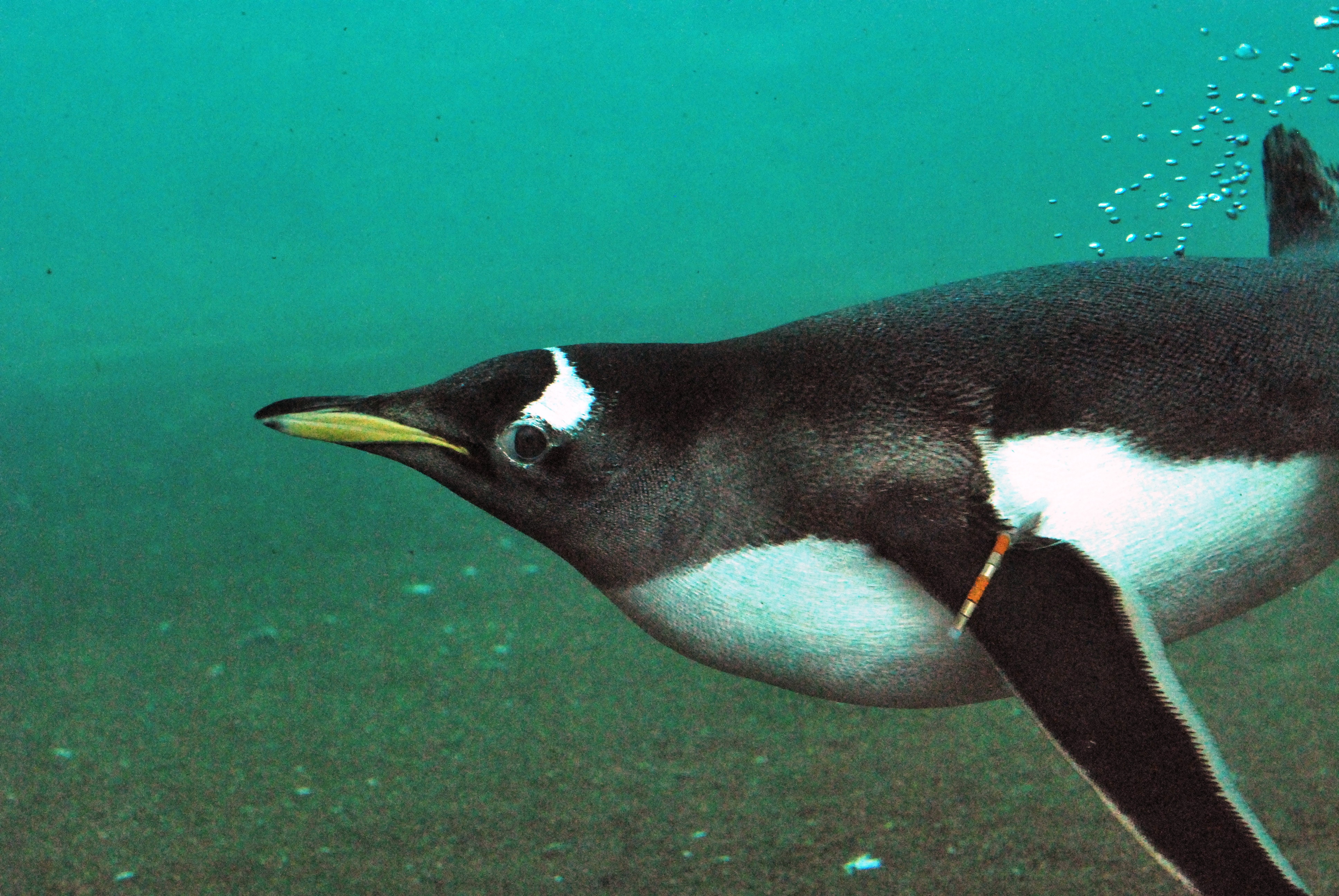 Penguin in the water