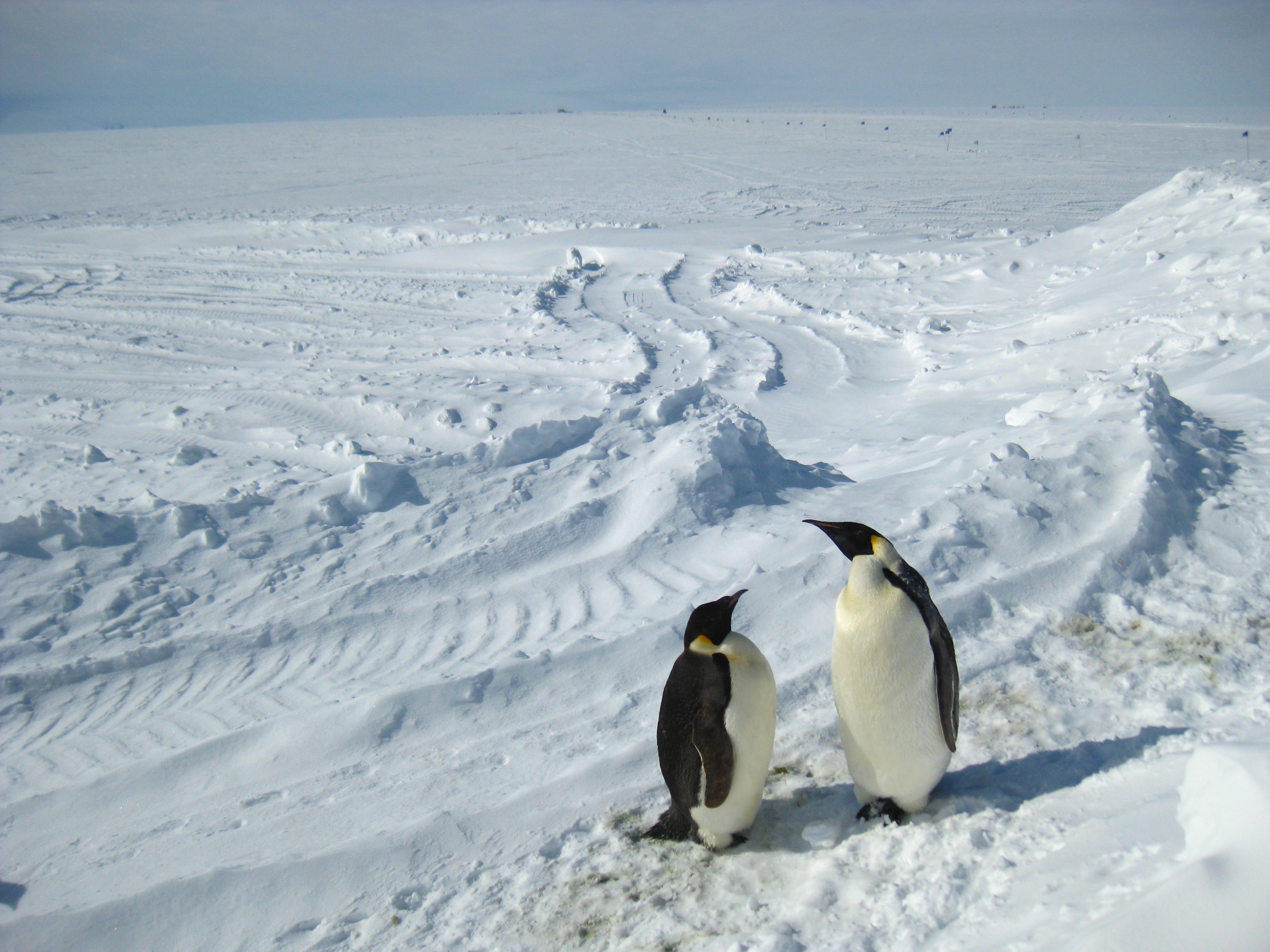 Emperor penguins